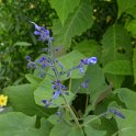 Salvia macrophylla (4)
